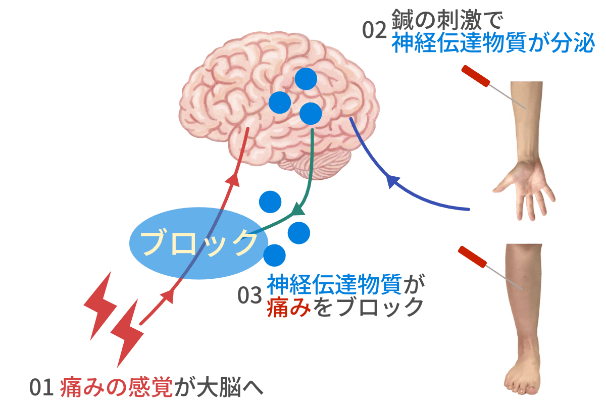神経伝達物質の分泌